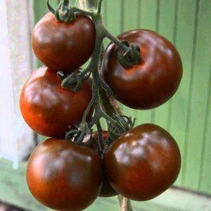 Сортовые особенности помидоров кумато