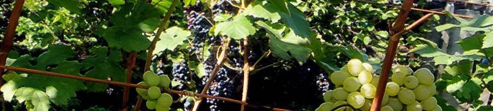 Посадка винограда: сроки, расстояние, подготовка ямы и высадка саженца в открытый грунт, условия для подмосковья и сибири | (фото & видео) +отзывы