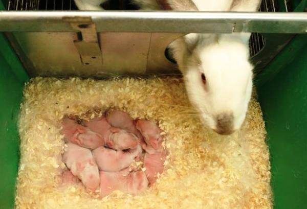 Беременность у кроликов: сколько длится и что делать