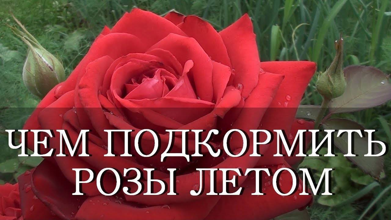 Выращиваем розы на подоконнике – как сохранить и продлить цветение