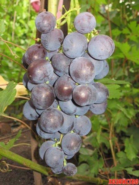 Виноград Зилга - универсальный сорт