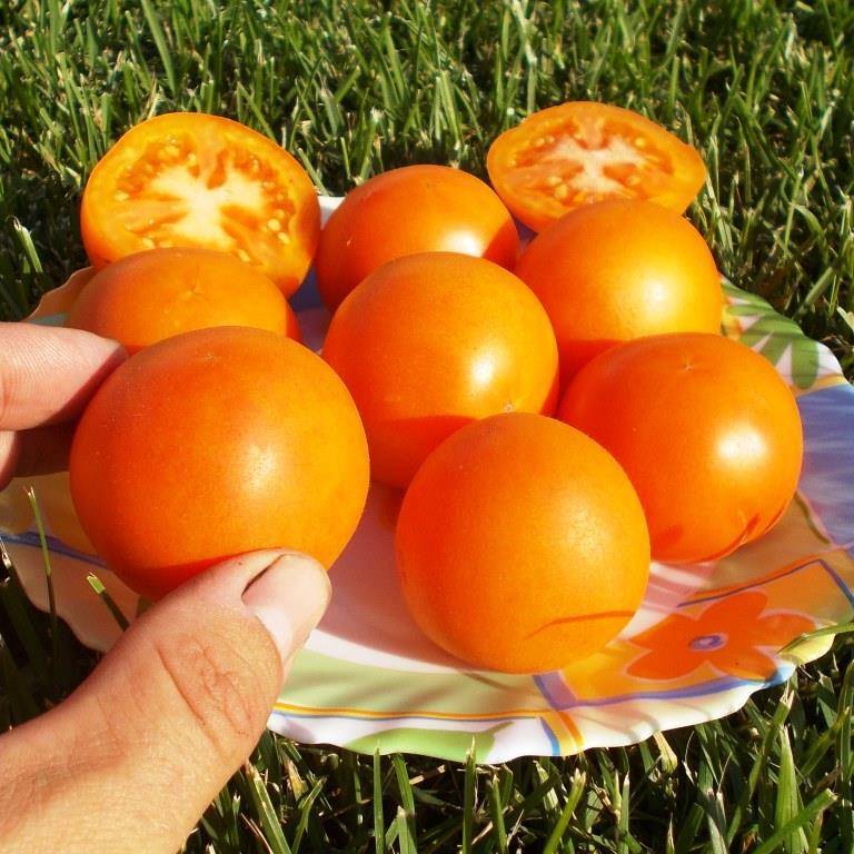 Помидор и персик в одном флаконе!  описание подвидов томата: жёлтый, красный и розовый f1