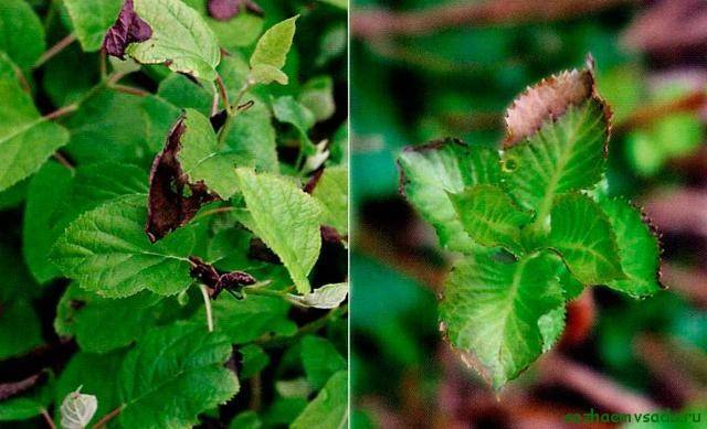 Болезни гортензии — желтеют или чернеют, сохнут листья