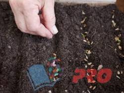 Как собрать, обработать и вырастить семена хвойников на рассаду