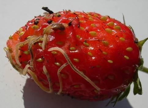 О нематоде на клубнике: на ягодах клубники тонкие белые червячки, как лечить