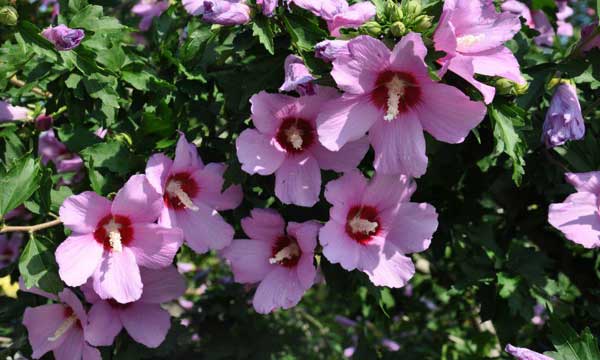 Гибискус садовый — популярные сорта и уход за растением