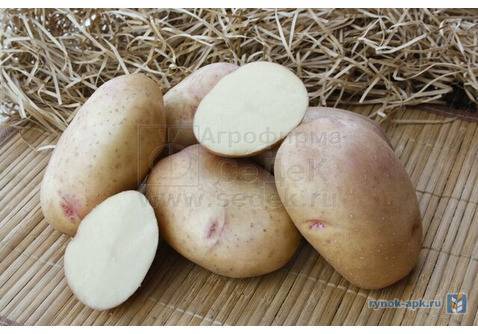 Выбор и приобретение семенного картофеля