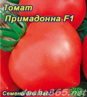 Список позднеспелых сортов томата, с подробным описанием характеристик