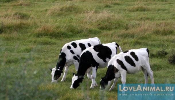 Кетоз у коров: симптомы, лечение крс народными средствами