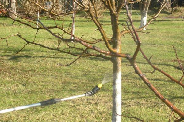 Поэтапная обработка яблонь от вредителей и болезней весной. советы профессионалов
