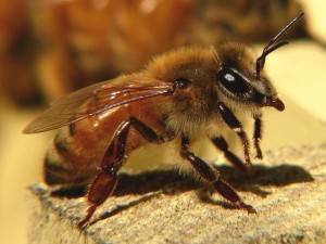Чем опасны африканские пчелы убийцы