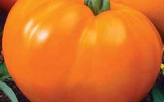 Выращивание томатов на двух корнях: описание метода, плюсы и минусы, посадка и аблактировка помидоров, а также как ухаживать за овощем с соединенными стеблями?