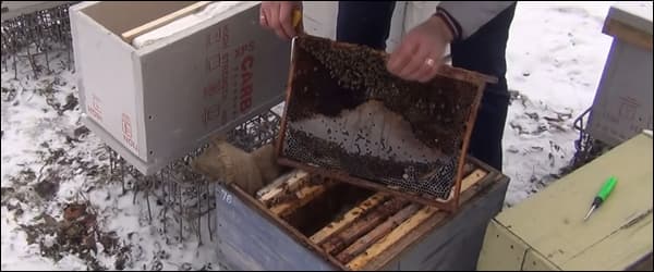 Как зимуют пчелы?