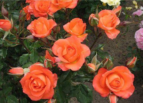 Характеристика и описание сортов чайно-гибридных роз