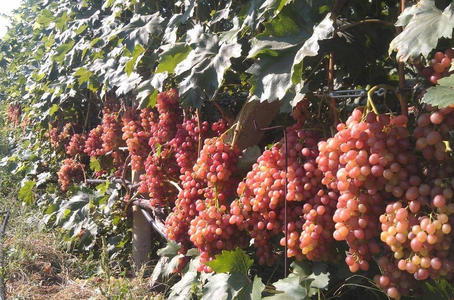 Описание плодового винограда Кишмиш Лучистый: преимущества и недостатки