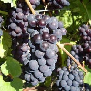 Домашнее виноделие – сорта винограда, оборудование, рецепты, этапы производства