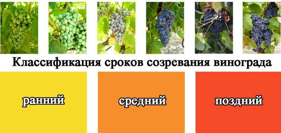 Виноград молдова: описание сорта, характеристики, фото, отзывы, правила выращивания и ухода