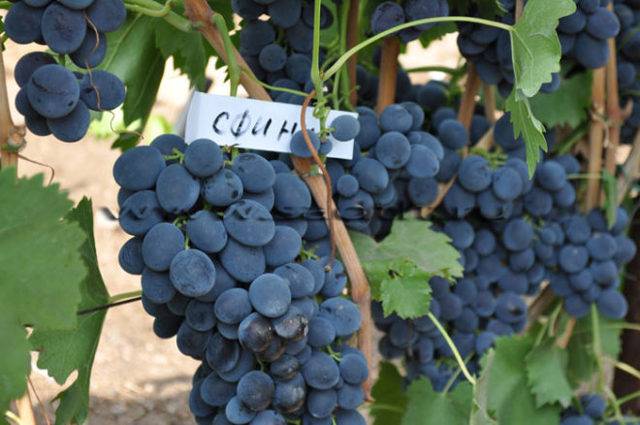 Гибридный сорт винограда сфинкс - общая информация - 2020