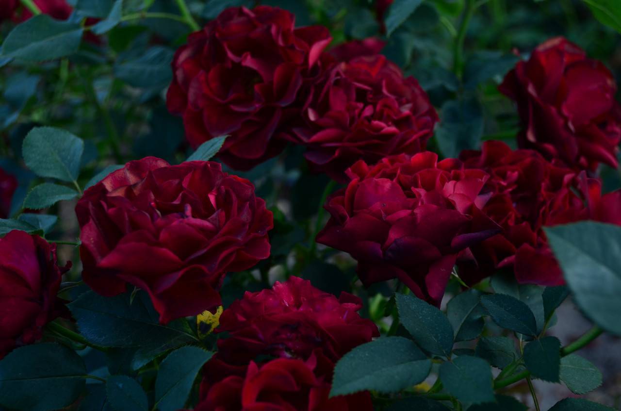 О розе hommage a barbara: описание и характеристики сорта, уход и выращивание