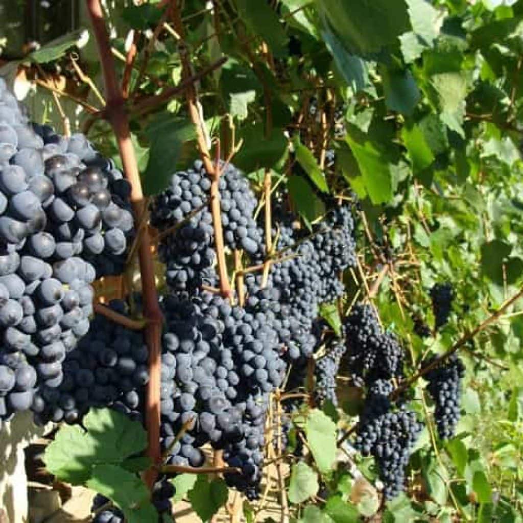 Чем подкормить виноград после цветения чтобы повысить урожайность