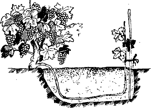 Как вырастить виноград из черенка