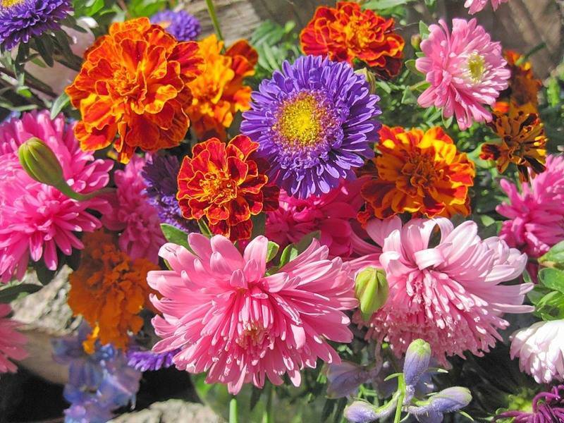 Цветы для клумбы цветущие все лето - 85 фото и видео описание применения в ландшафтном дизайне