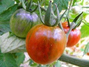 5 сортов томатов для засолки и салатов – отличный урожай даже в холодное лето!