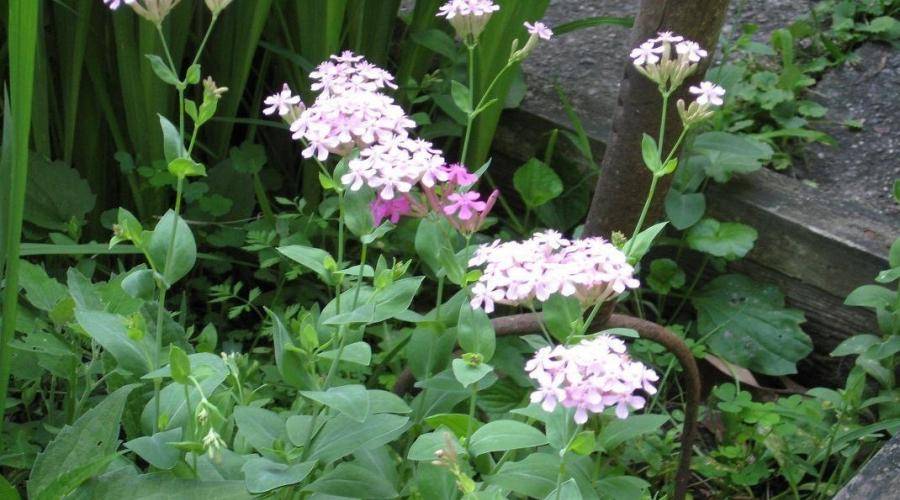 Цветок мирабилис: фото и советы по уходу