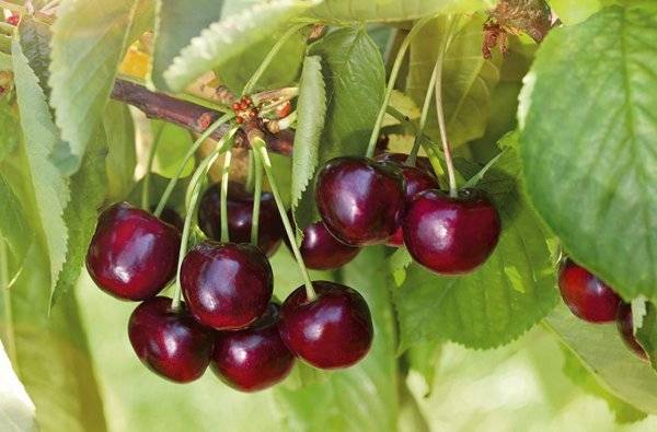 Какие сорта опылителей подобрать для вишни и черешни – подробное руководство