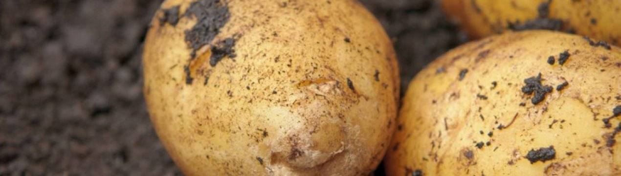 Картофель: описание 73 лучших сортов (фото & видео) +отзывами огородников