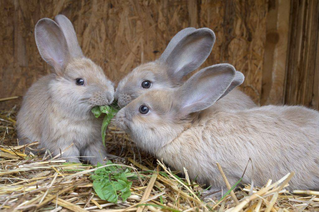 Чем и как правильно кормить карликовых кроликов