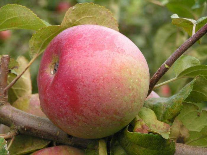 Яблоня конфетное — описание, правила посадки и ухода, особенности сорта