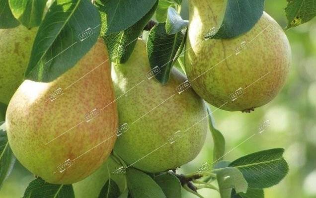 Особенности посадки и ухода за грушей сорта талгарская красавица