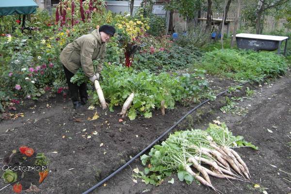 Посев овощей в открытый грунт в марте