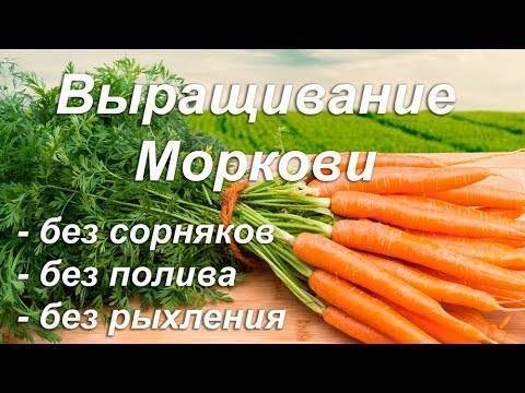 8 лучших способов посадки моркови в открытый грунт. подготовка и посев семян