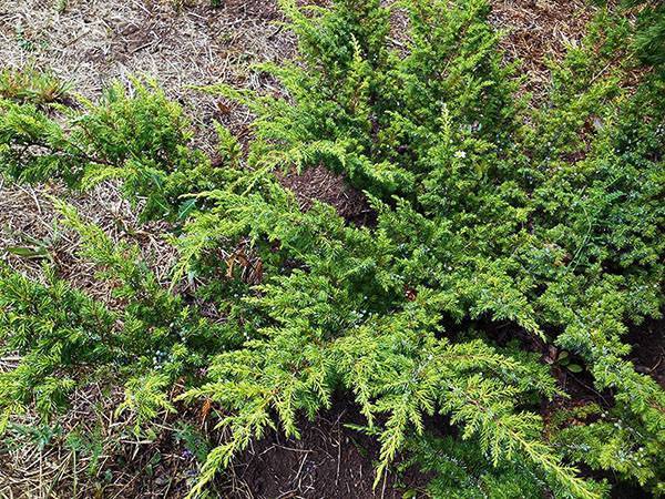 Можжевельник чешуйчатый (juniperus squamata)