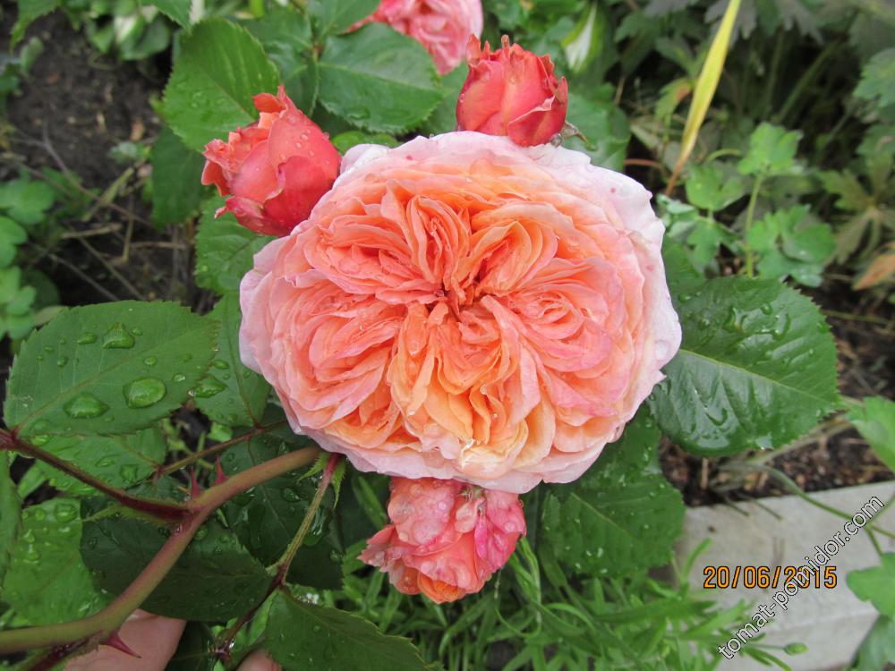 О розе мэри роуз (mary rise): описание и характеристики парковой розы