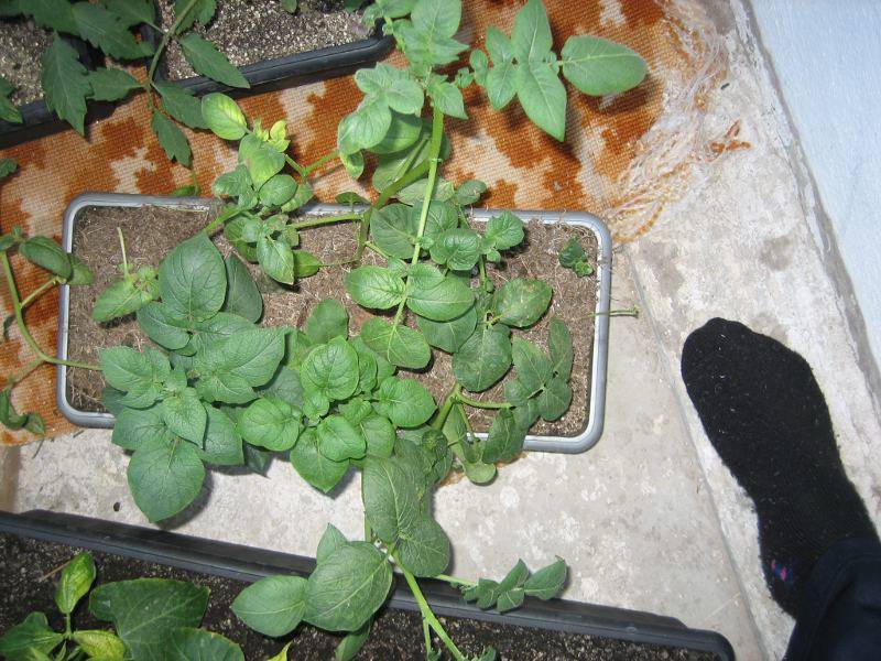 Как посадить и выращивать ранний картофель рассадой, советы