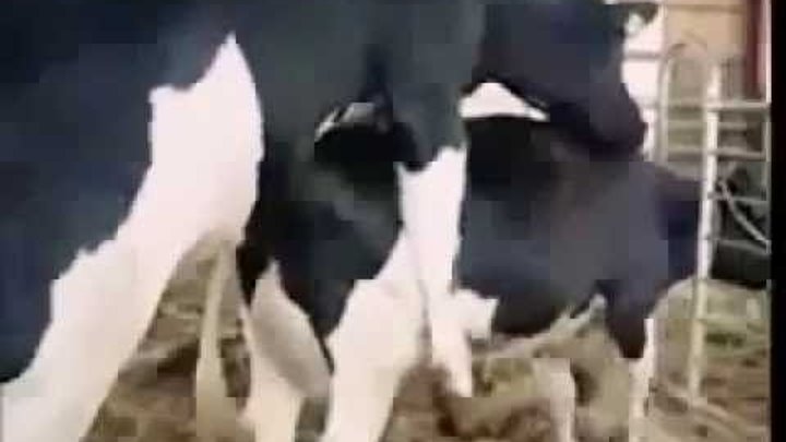 Осеменение коров — современные методы разведения поголовья скота, особенности и рекомендации