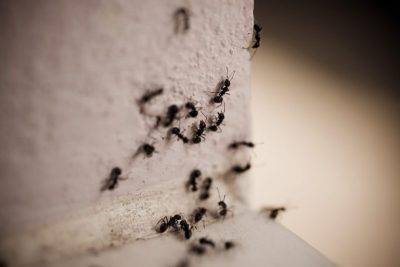 Клубнику едят муравьи что делать