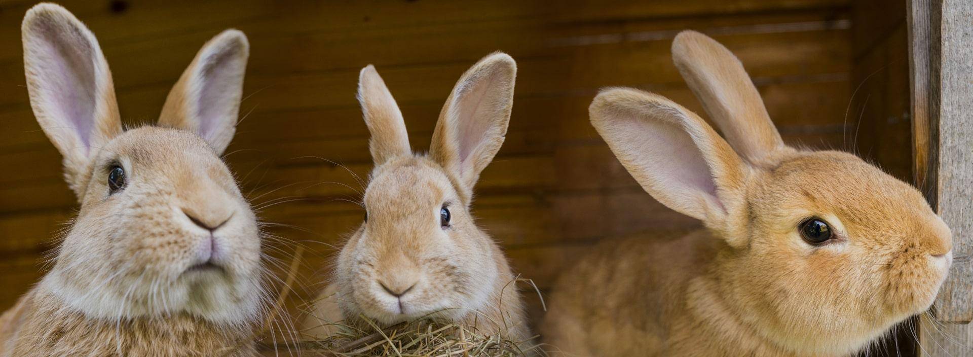 Чем кормить кроликов в домашних условиях: для быстрого набора веса, что можно, что нельзя?