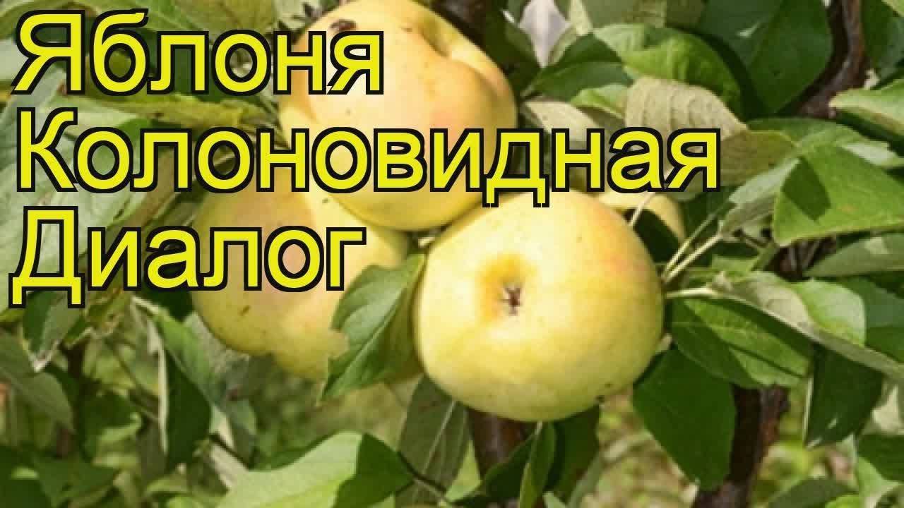 Сорт яблок диалог фото и описание