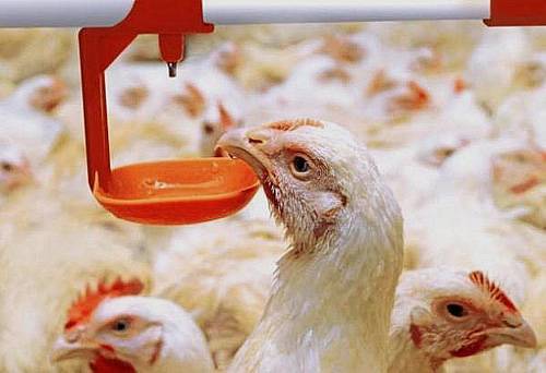 О тривитамине п для цыплят, кур, бройлеров: инструкция по применению (дозировка)