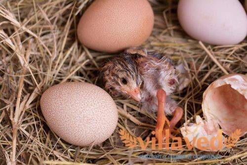Яйца цесарки: полезные свойства, особенности продукта, применение