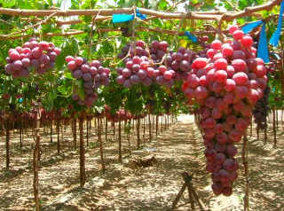 Руководство по созданию шпалеры для винограда своими руками