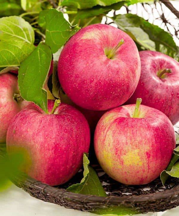 Сорт яблок штрифель – как вырастить и сохранить?