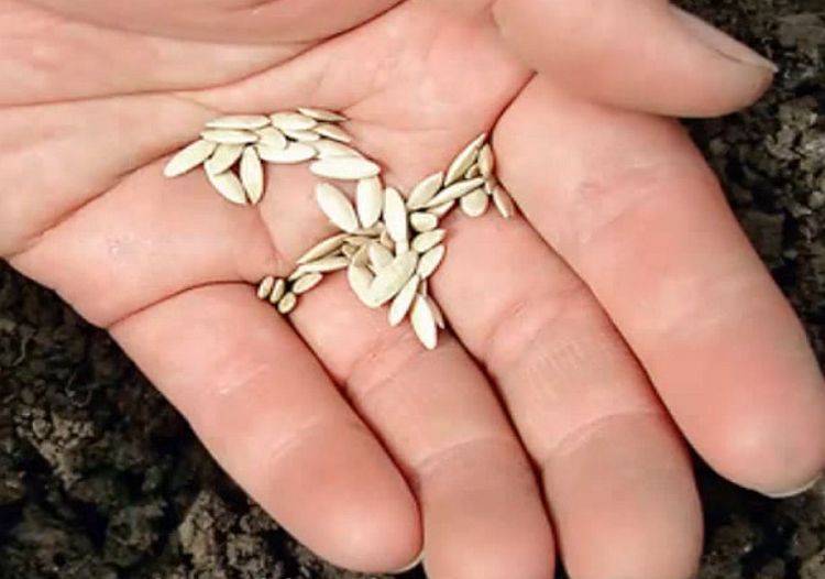 Как прорастить семена огурцов