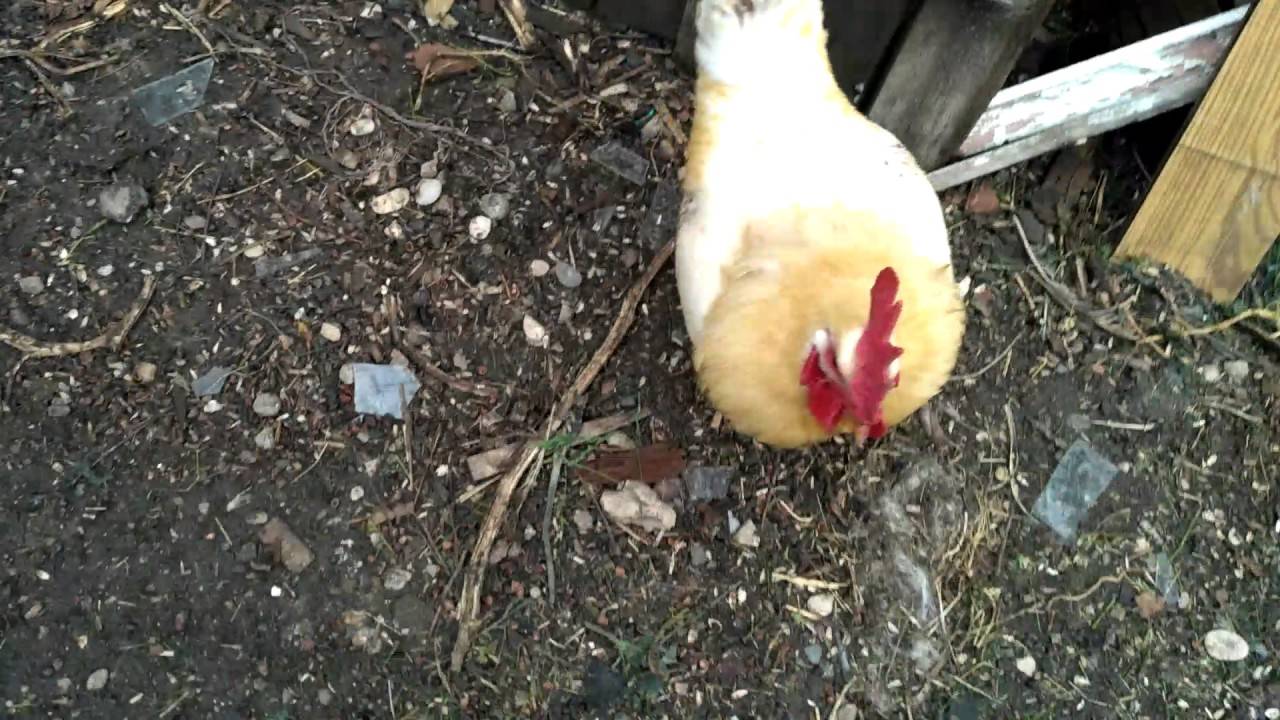 Как петух оплодотворяет курицу