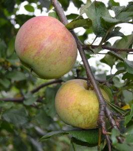 Яблоня алые паруса: особенности сорта и ухода