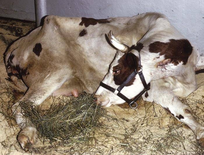 Лечение послеродового пареза у коров (что делать в случае болезни коровы)
